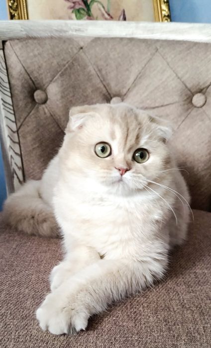 Киев Серебристый вислоухий котик, котенок, красивый малыш. Котята