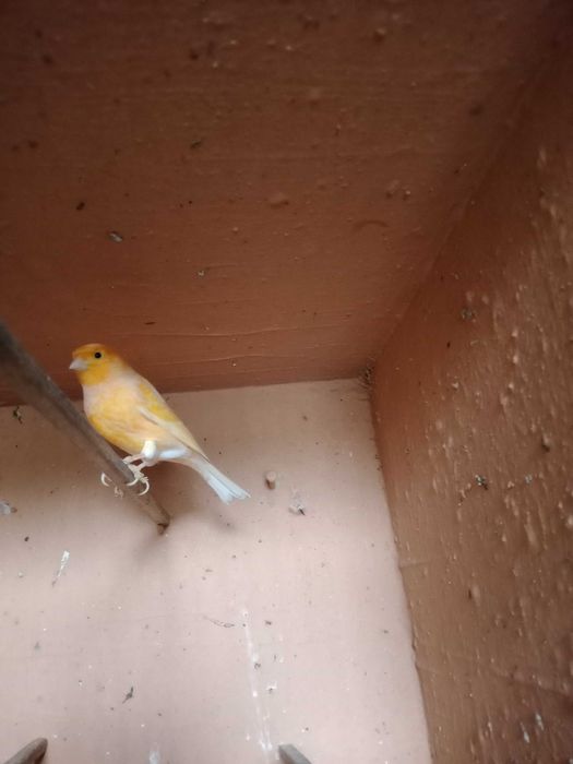 Casal canários Machos e Fêmea