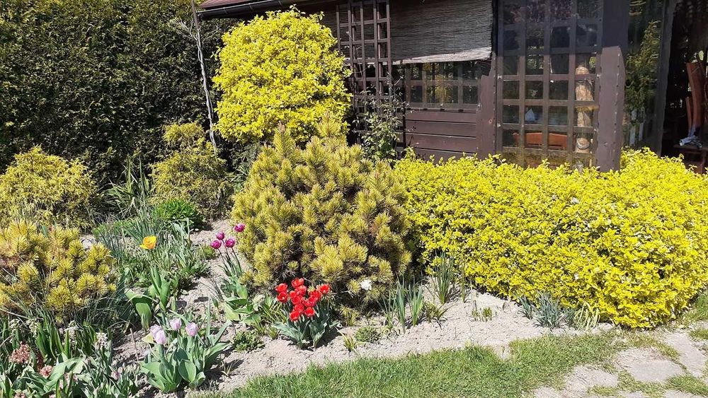 Trzmielina Emerald Gold, wysyłam