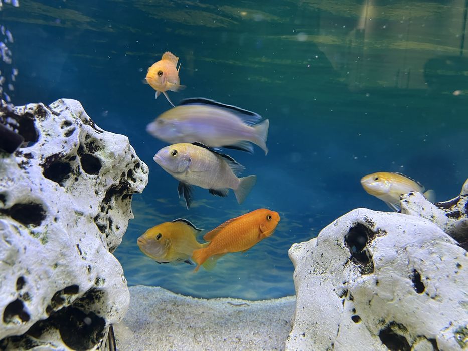 Цихліди Лабідохроміс "Єллоу", малаві