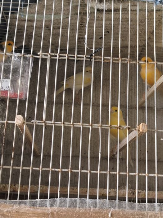 Vendo Canários Machos e Fêmeas