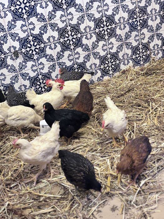 Frangas e frangos  leghorne