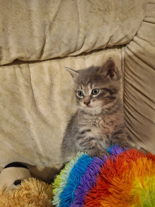 Кішечка, кошеня, котик, Первомайськ Миколаївська обл.