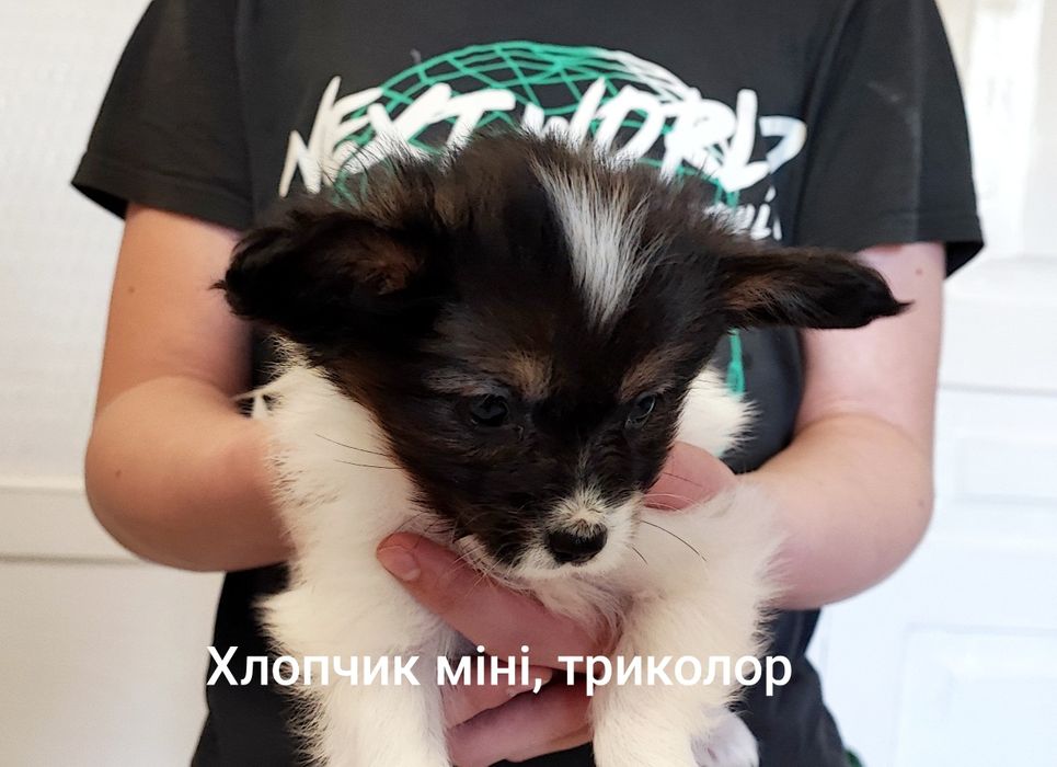 Папійон папільон цуценята.