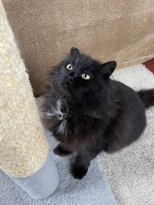 Кошечка Нора, отдаем в добрые руки