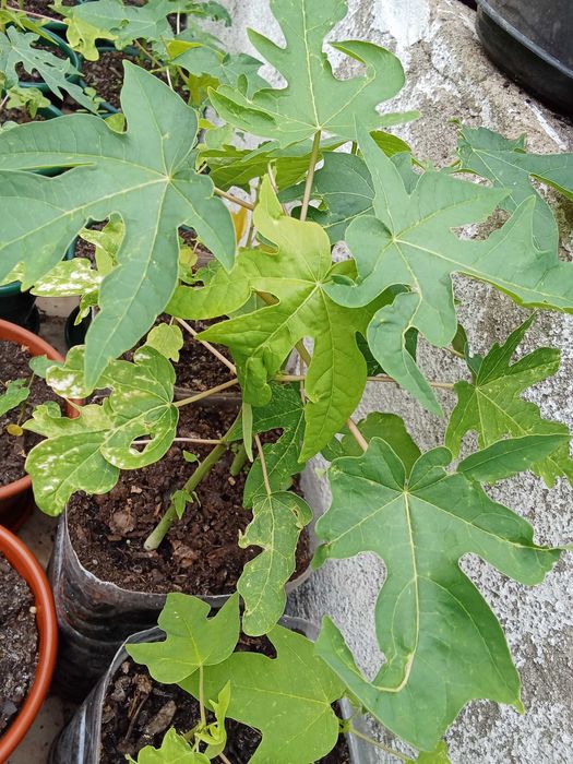 Papaiaa plantas exterior