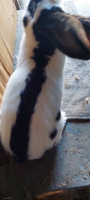 Samiec Srokacz OSC z rodowodem