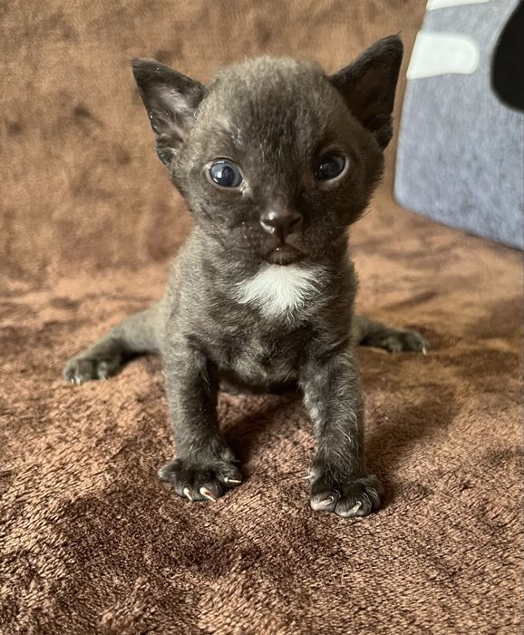 Кошенята Девон рекс