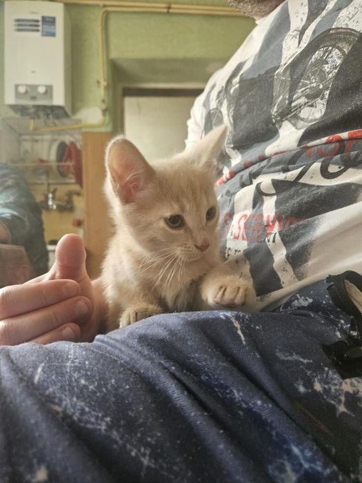 Кошенята в добрі руки