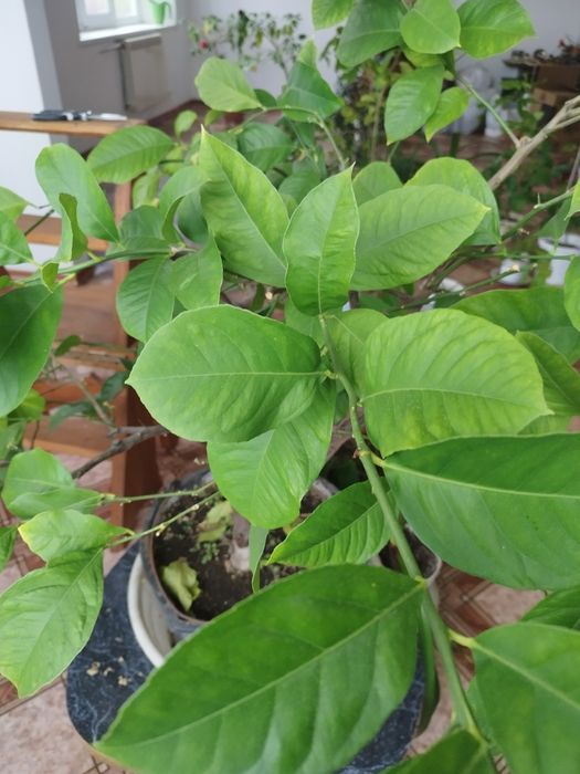 Лимон павловский в горшке