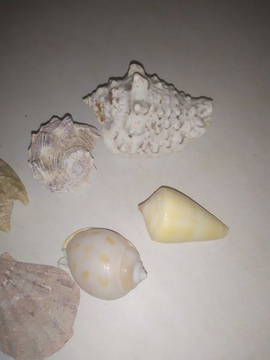Ракушки морские для аквариума (конус и др), мушли.