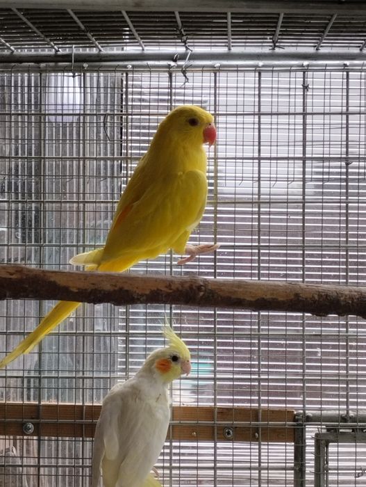 Aleksandretty obrożne żółte