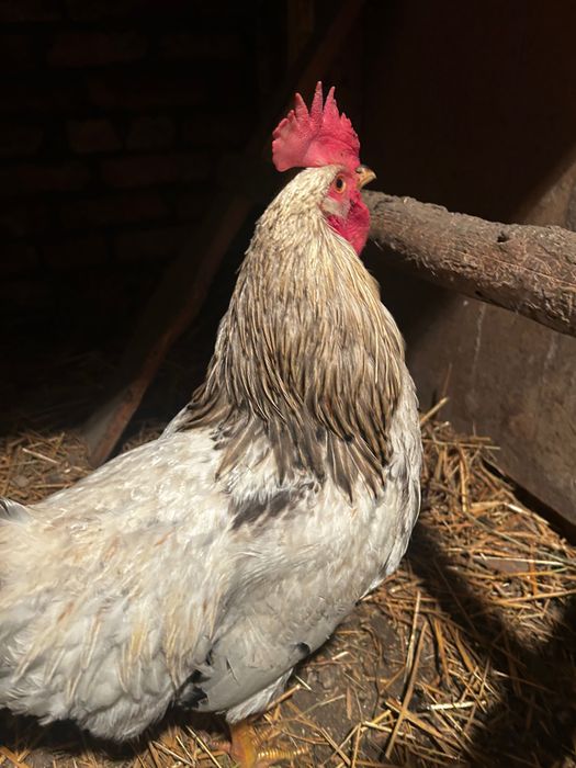 Koguty młode nioska