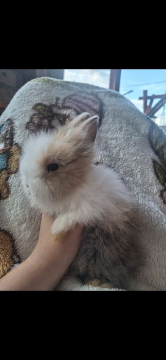 Miniaturki króliczki
