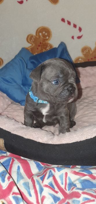 Buldog francuski "Luis"