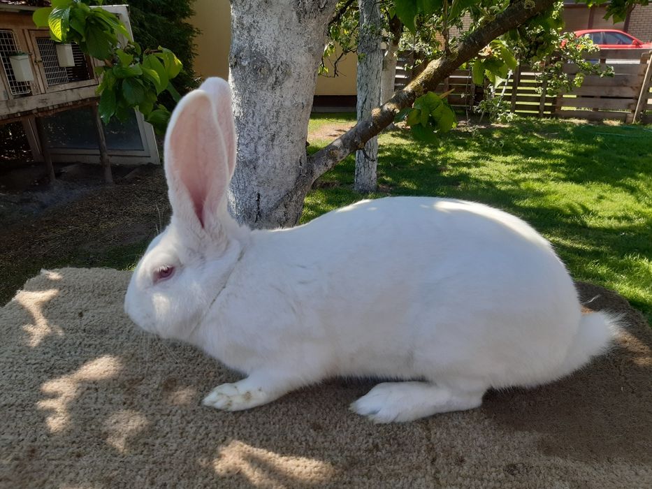 Króliki termondzkie-wysyłka