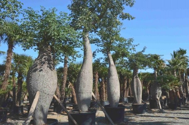 Ceiba speciosa (Chorisia speciosa )