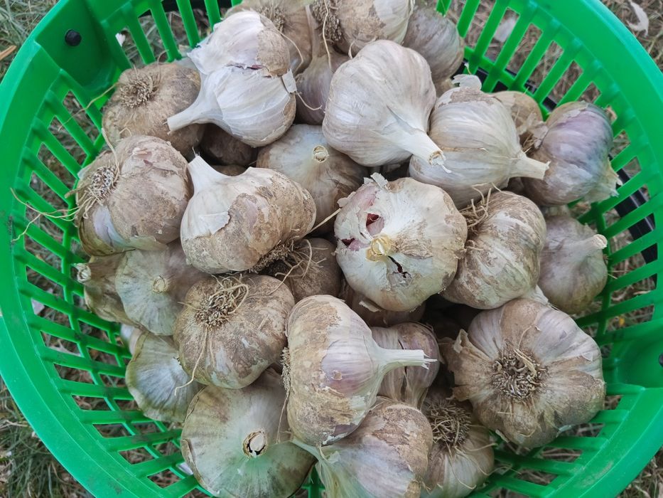 Czosnek harnaś bardzo aromatyczny