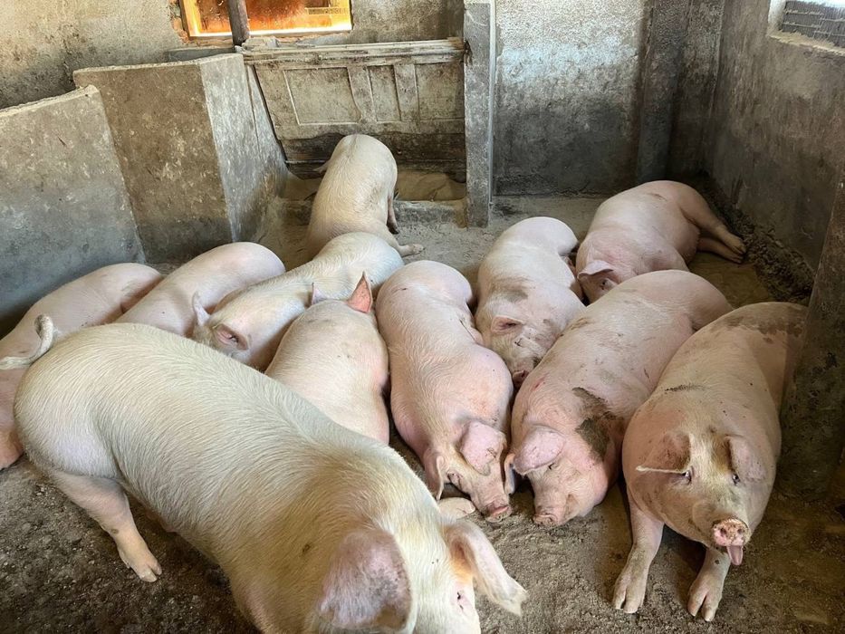 Свині живою вагою ціна 85 грн. за 1 кг.