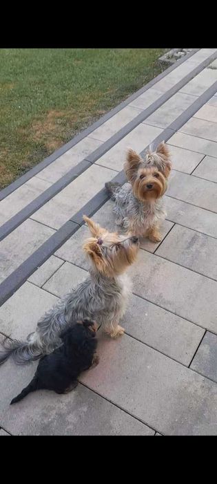 Yorkshire terrier śliczny szczeniak