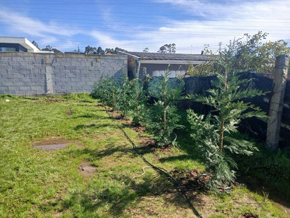 Cedros Leyland Cypress (Planta Cheia 175CM +) ÚLTIMAS UNIDADES