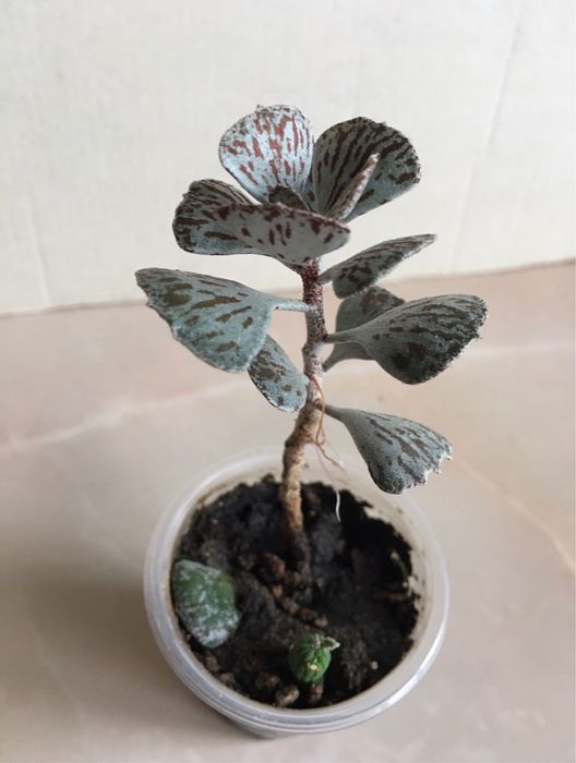 Цветок цветы суккулент