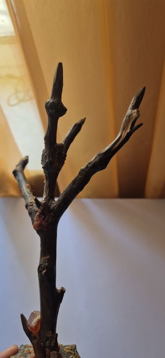 Piękna stara rzeźba z drewna rustykalną z bursztynami T22