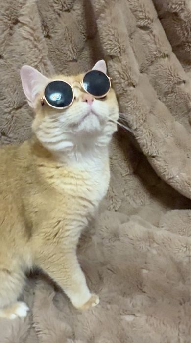 Окуляри для кота котика собачки