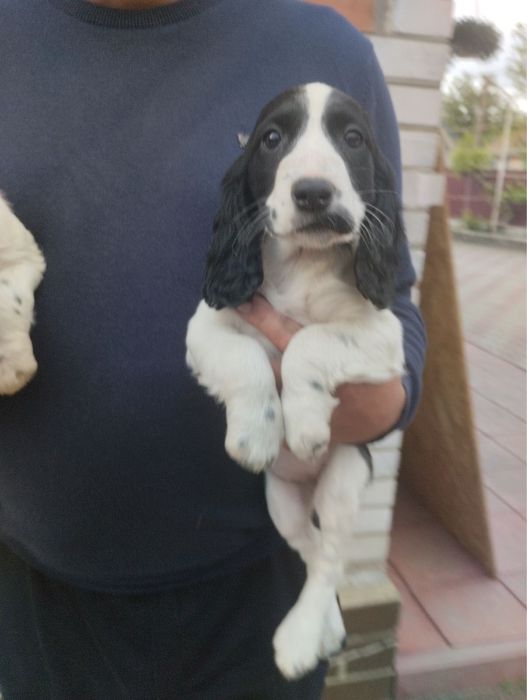 Продам цуценят Спаніельчиків