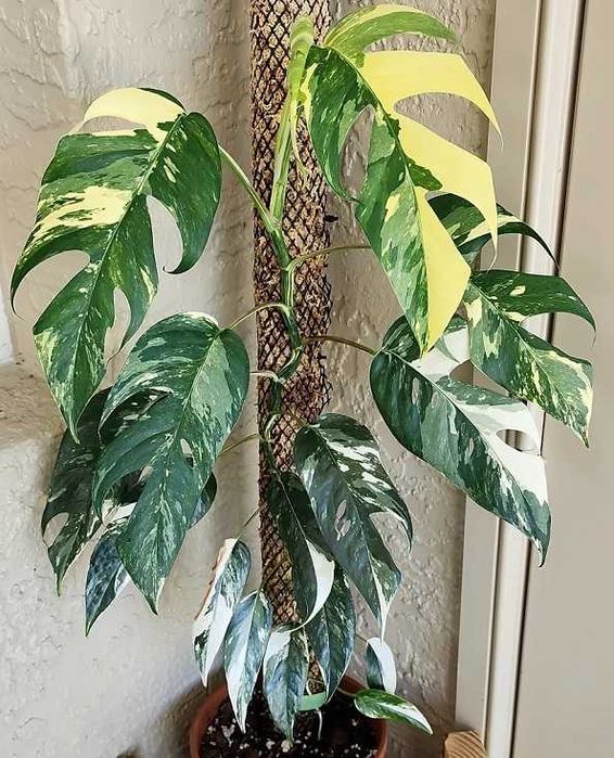 Монстера  Пінатум, epipremnum sp cv Wow big