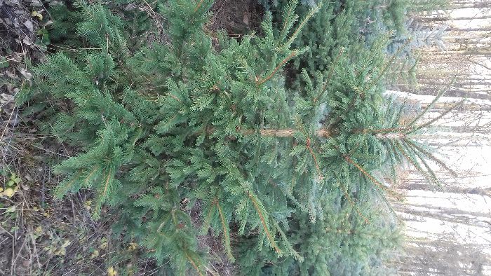 Choinki Bożonarodzeniowe