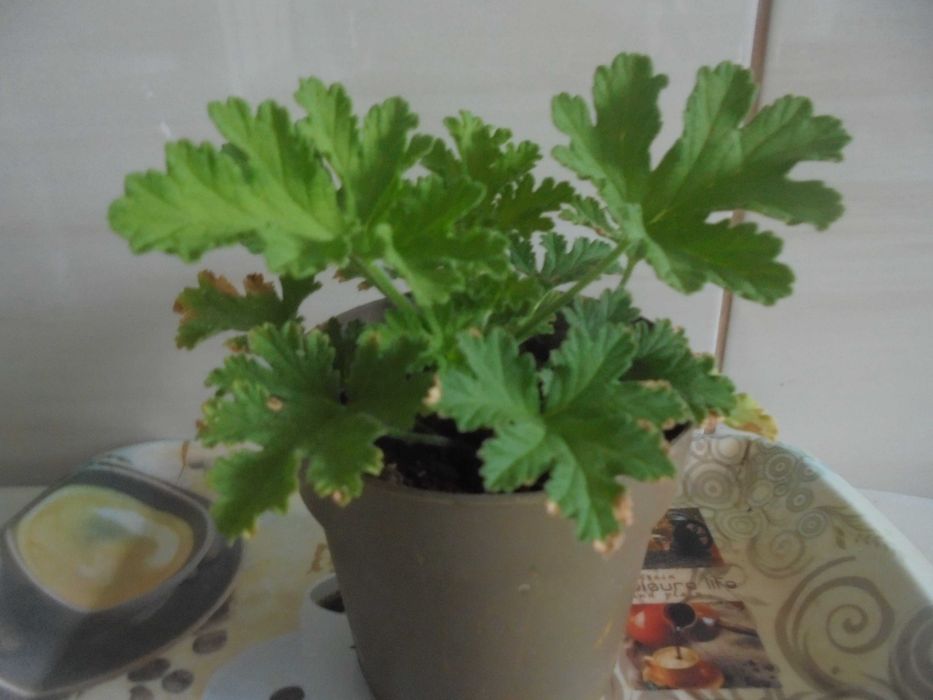 Anginka geranium