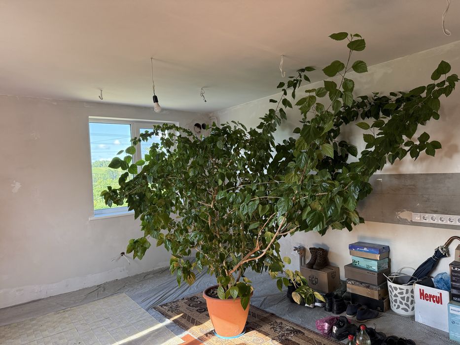 Вазон китайська роза