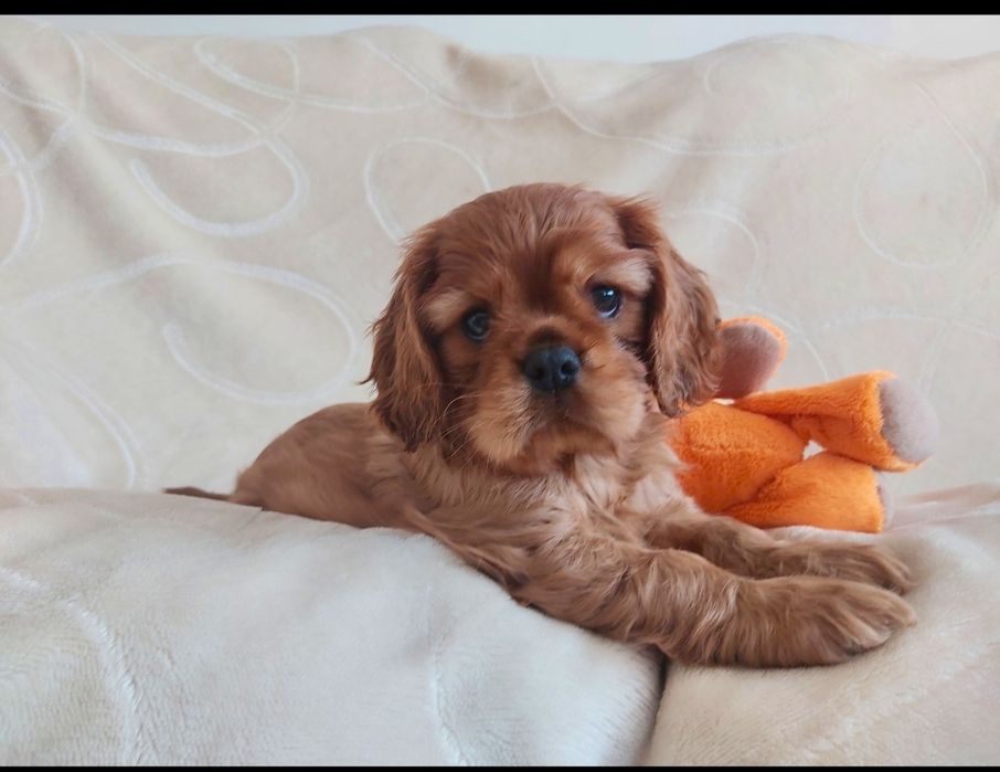Cavalier King Charles Spaniel