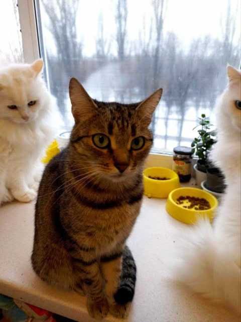 Кошечка Марго, 3 года, ищет дом и семью! Кошка кот