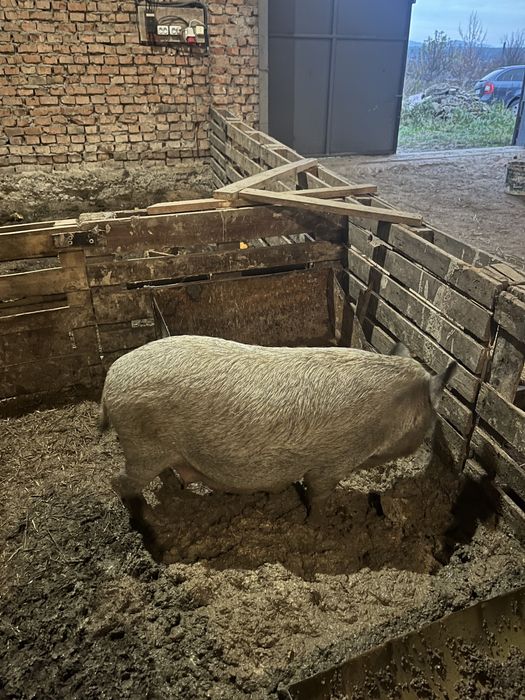 Продам свині кармал