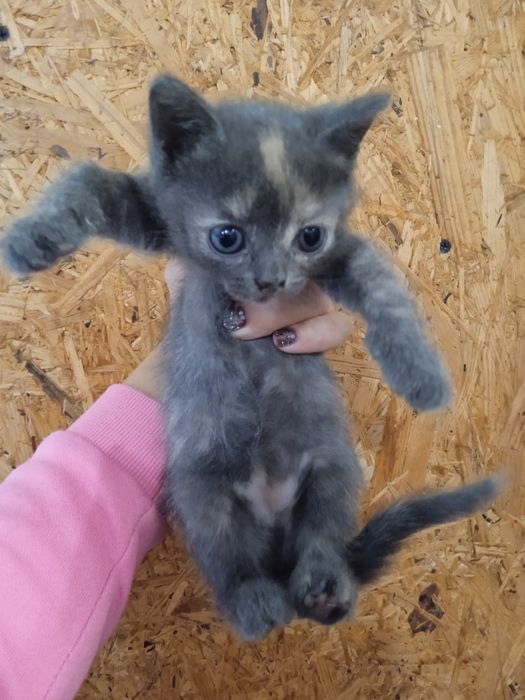 Отдам котят бесплатно!