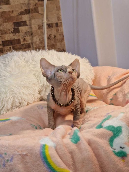 Gatinha Sphynx muito carinhosa