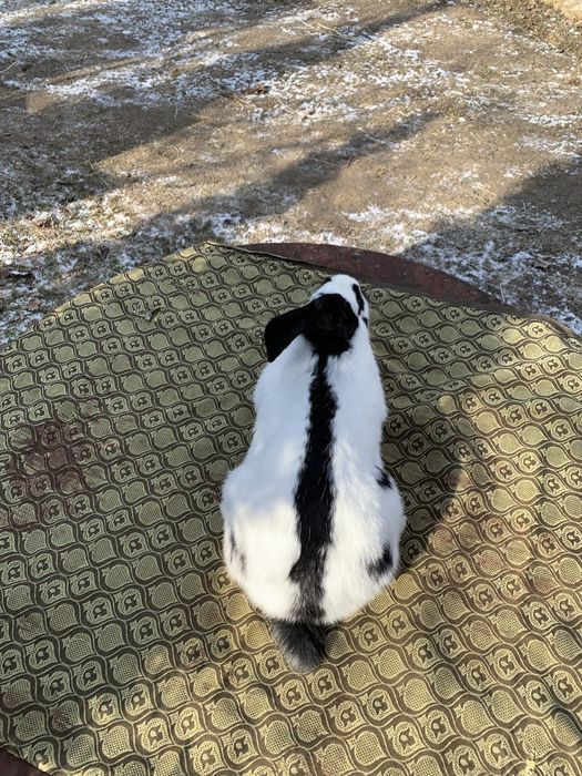 Кролик Строкач Самець