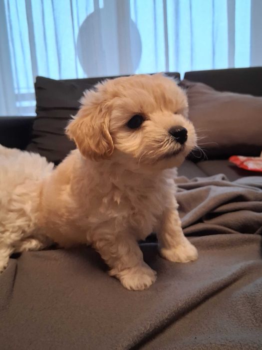 Maltipoo szczenięta