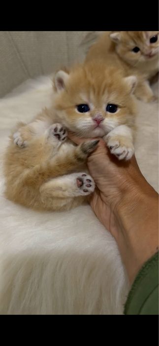 Котик британська золота шиншила кошеня окрас NY12