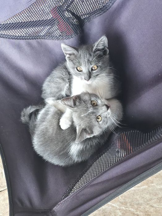 Кошенята шукають домівку