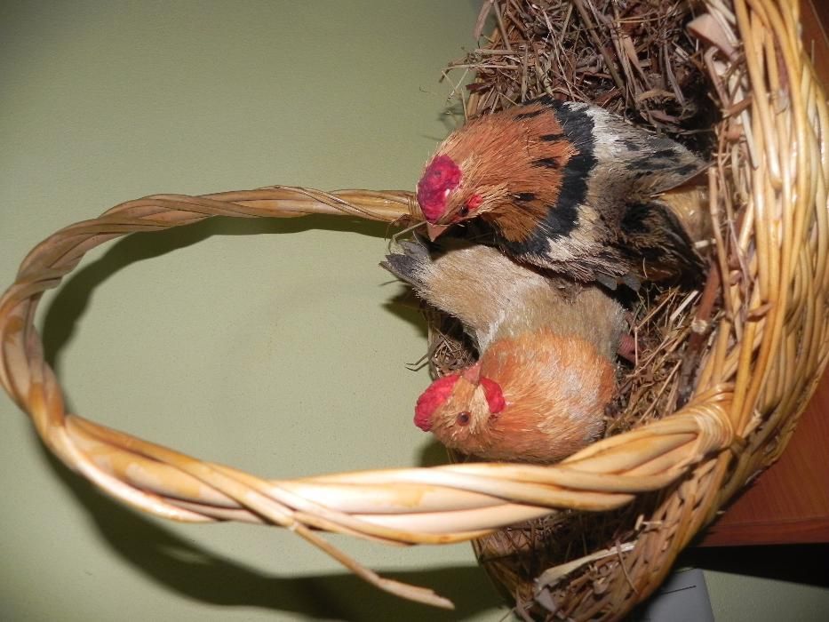 cesto com galinhas como novo artesanal