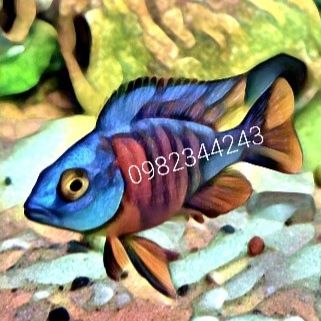 Tetra Cichlid Sticks 100грамм на вес Более 100 видов корма для рыб