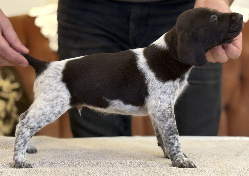 Wyżeł Niemiecki Krótkowłosy