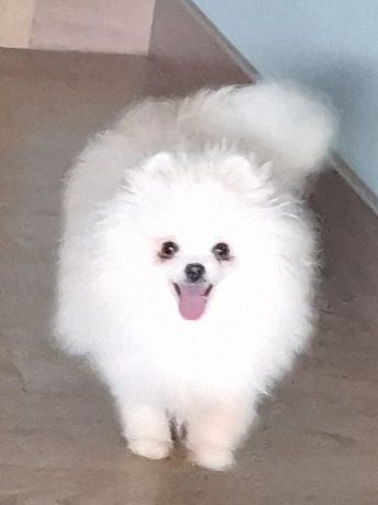 Szpic miniaturowy Pomeranian ZKwP.