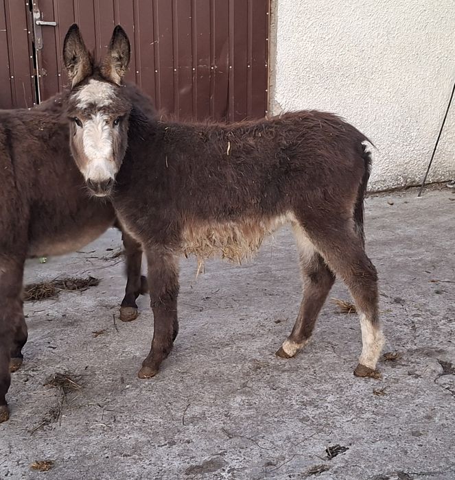 Oslica klacz szescmiesieczna