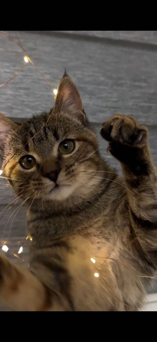 Кішечка 5 місяців ! Безкоштовно в добрі руки !