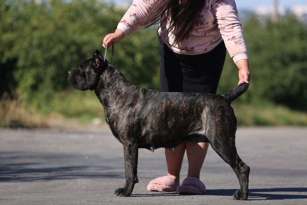 Девочка корсо_Ламба