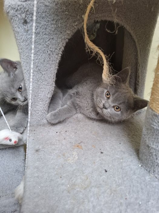 Kocurek brytyjski niebieski